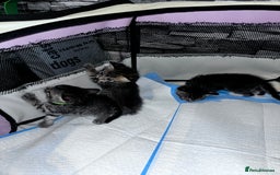 Mixed Breed cats for sale: 5 beautiful tabby kittens - Image 6