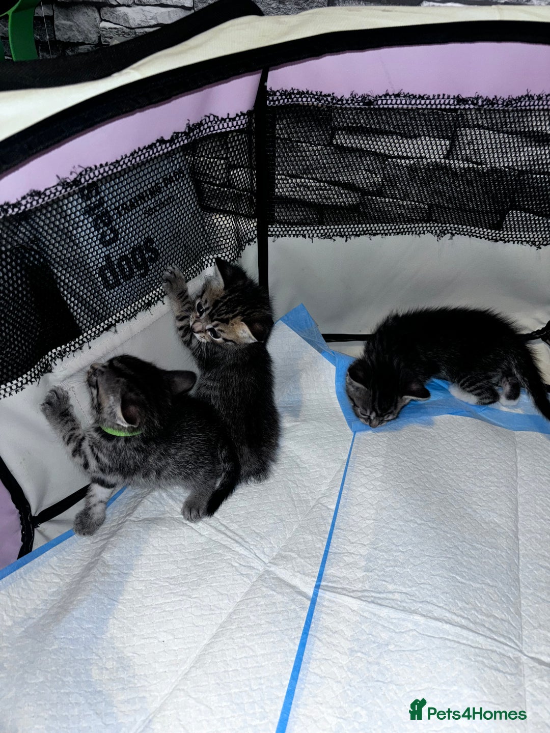 Mixed Breed cats for sale: 5 beautiful tabby kittens - Image 6