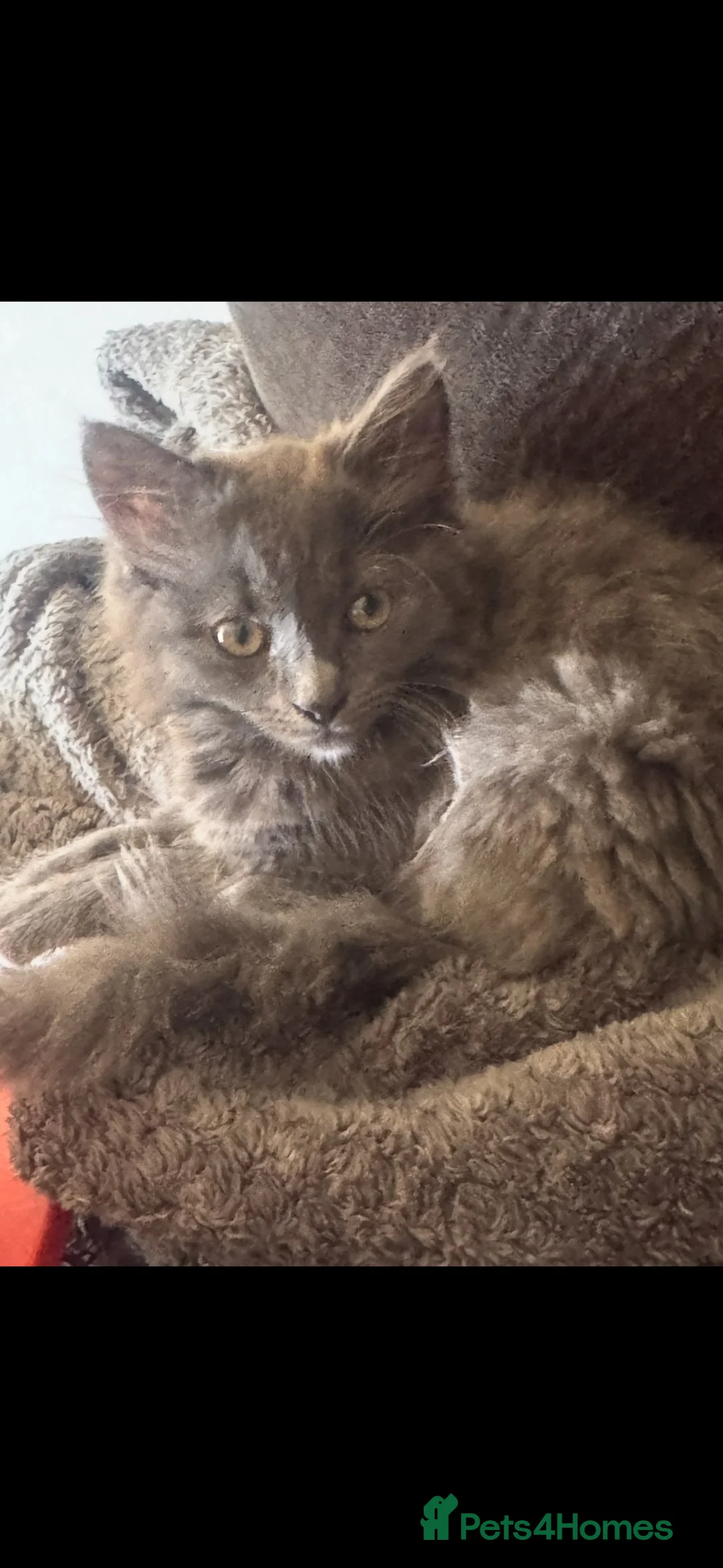 Mixed Breed cats for sale: Kitten - Advert 5