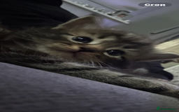 Mixed Breed cats for sale: Half bengal  - Image 6