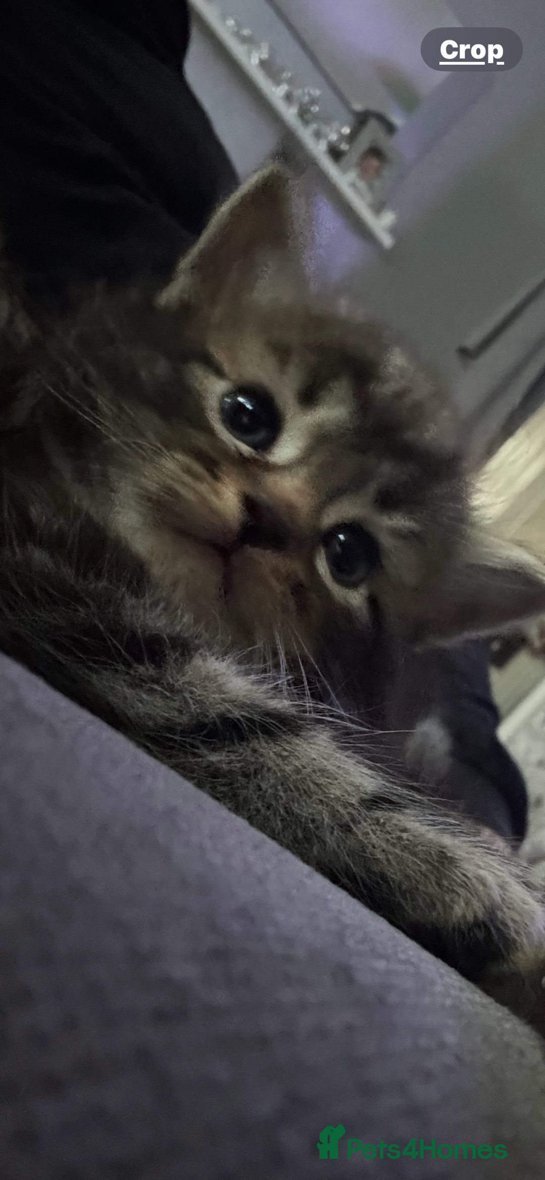 Mixed Breed cats for sale: Half bengal  - Image 6