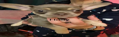 Holly