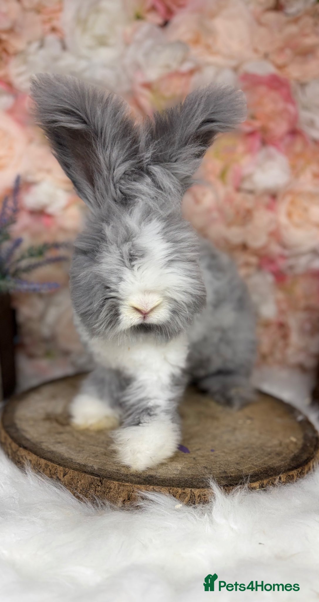 Angora rabbits for sale: 🌟 PUREBRED ENGLISH ANGORAS 🌟 - Advert 8