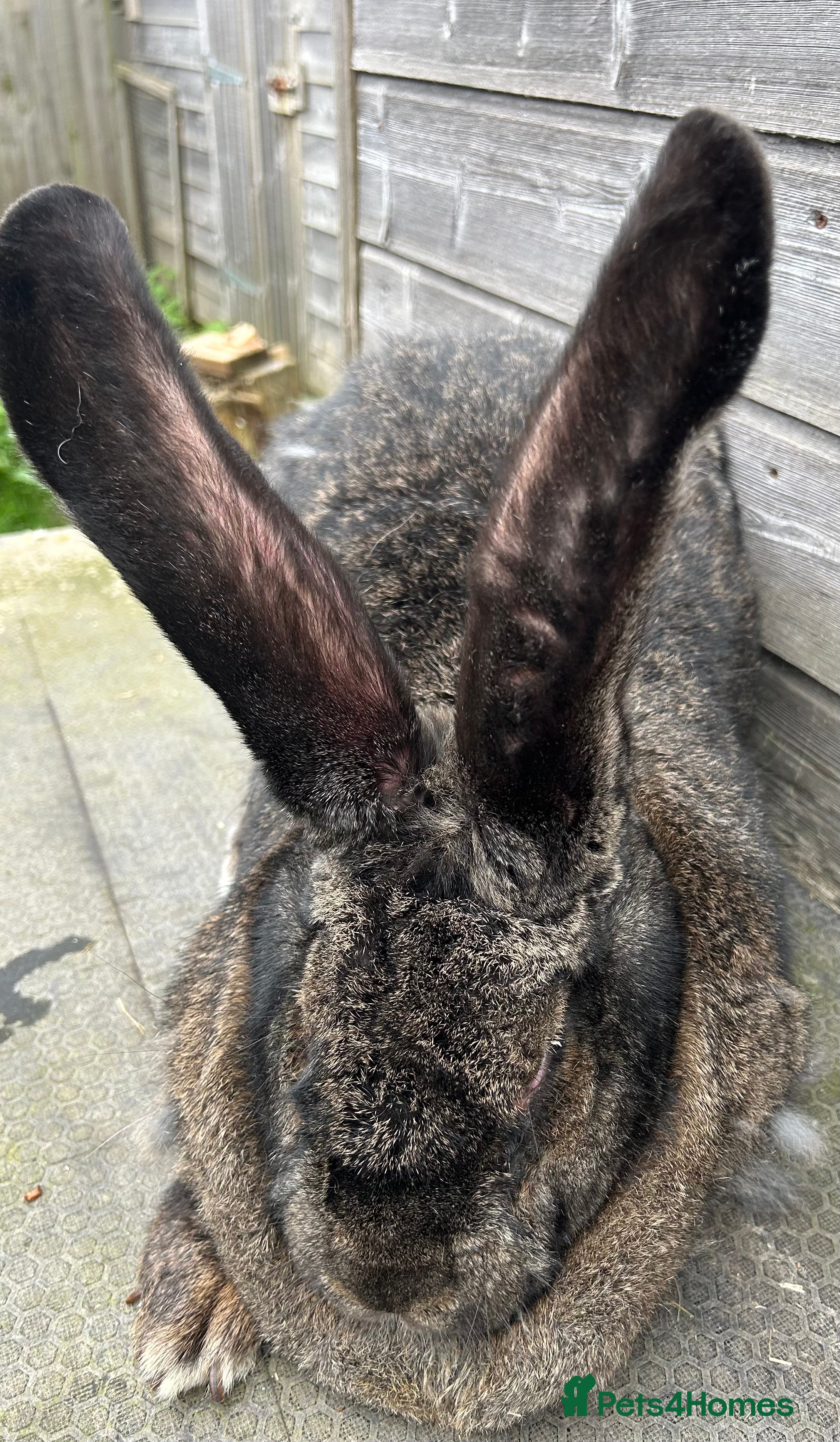 Continental Giant rabbits WE HAVE THE WORLDS BIGGEST BUNNIES  - Advert 13