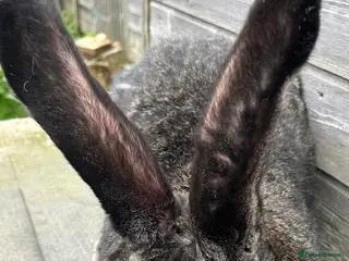 Continental Giant rabbits WE HAVE THE WORLDS BIGGEST BUNNIES - Advert 2