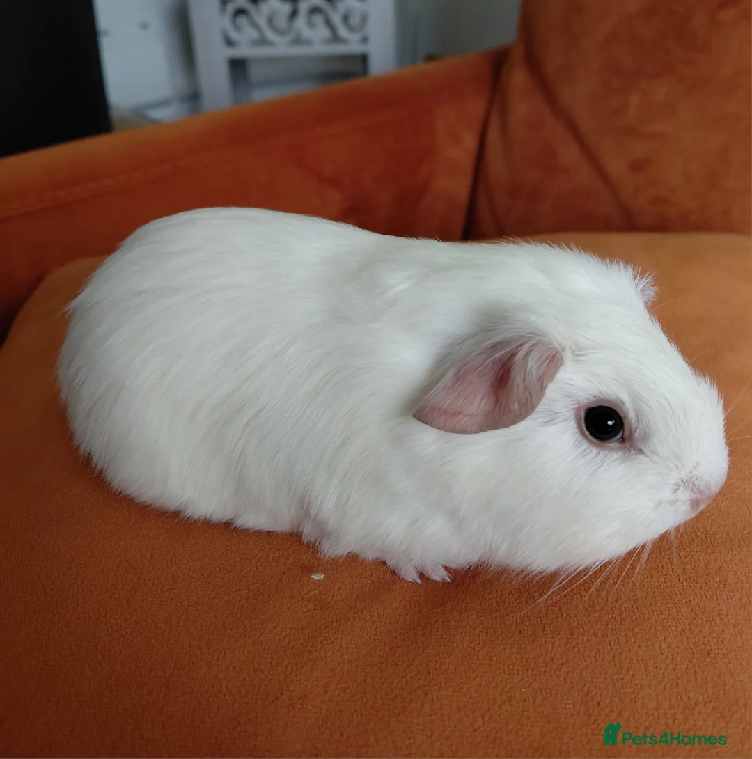 Guinea Pig rodents for sale: Assorted Pure breed baby Male guinea pigs - Advert 2