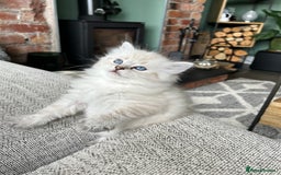 Siberian cats for sale: 😍 Siberian Neva Masquerade kittens 😍 - Image 11