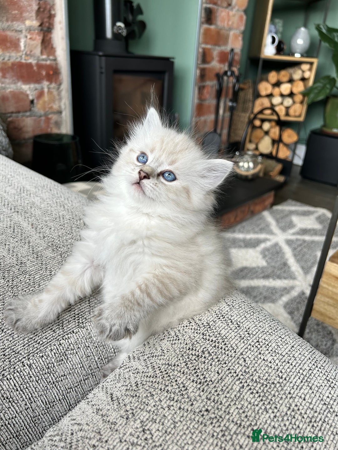Siberian cats for sale: 😍 Siberian Neva Masquerade kittens 😍 - Image 11