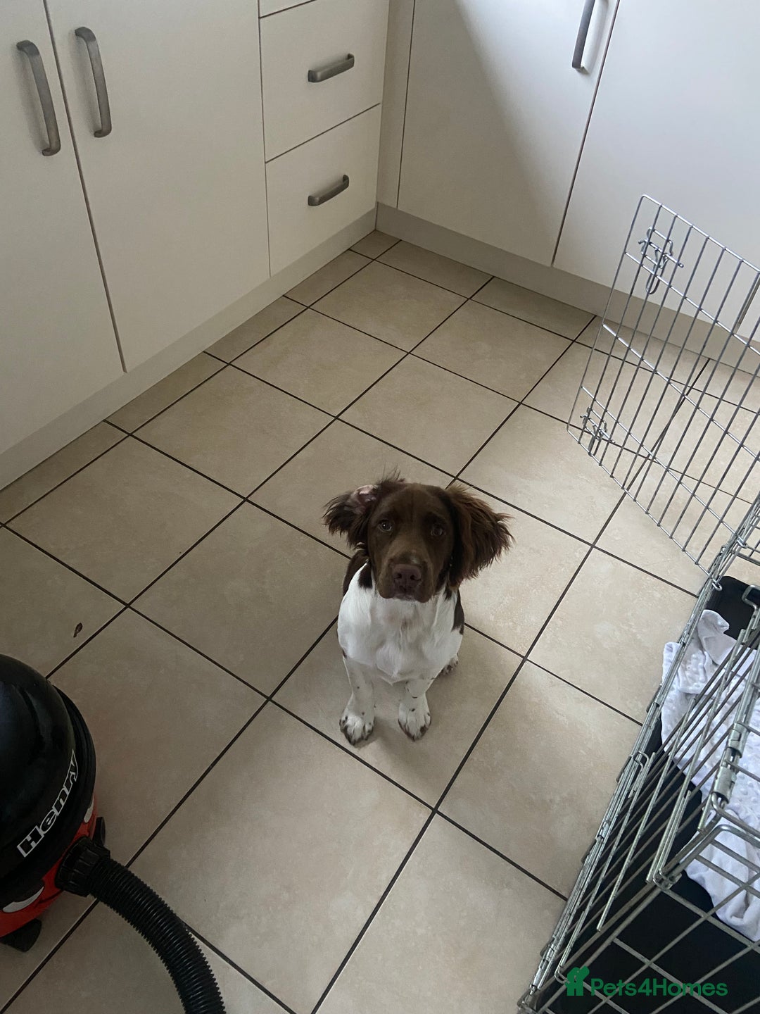 English Springer Spaniel dogs for sale: Springer spaniel  - Image 3