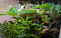 Gecko reptiles for sale: Female crested gecko with full bioactive set up - Image 4