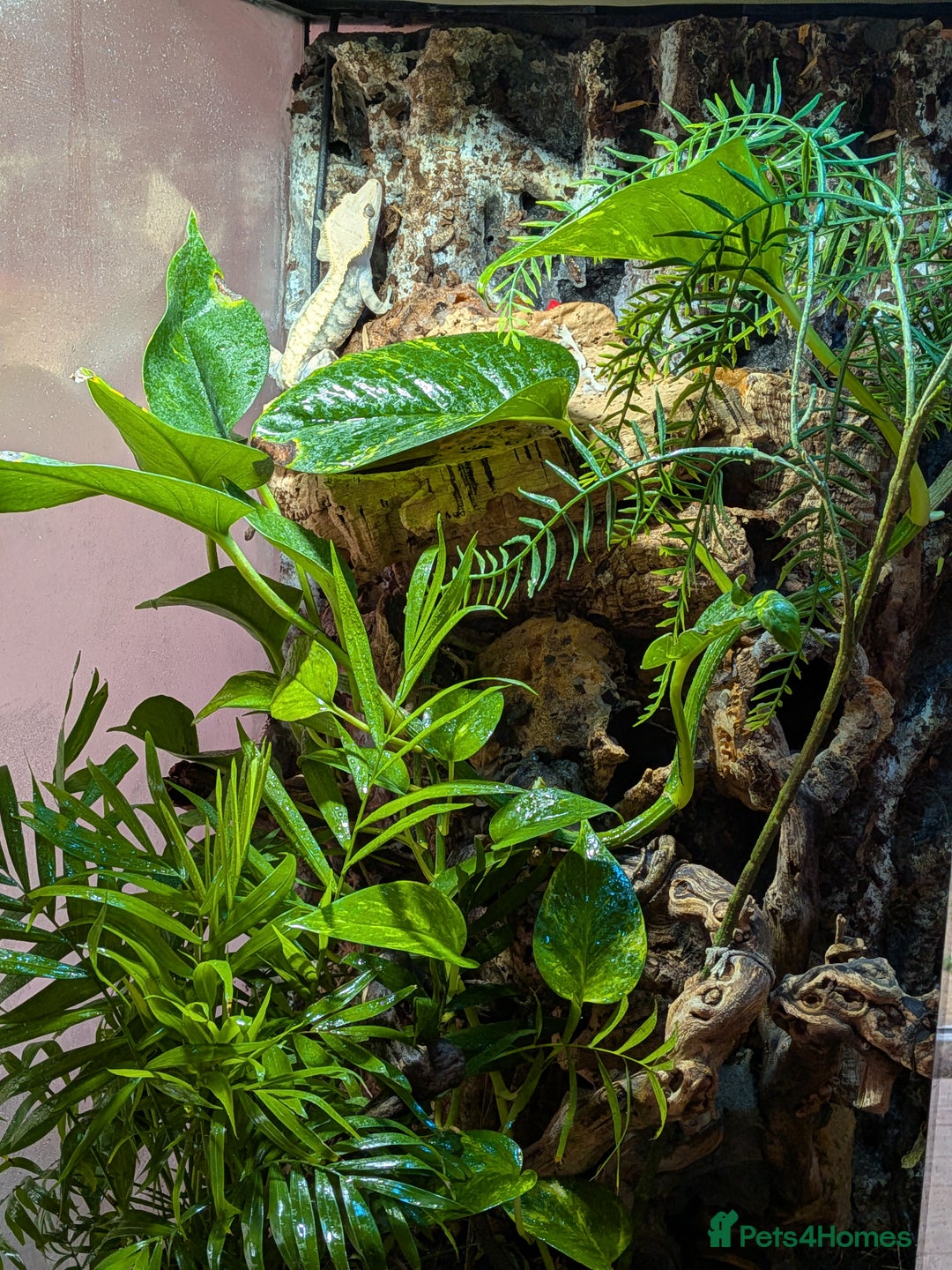 Gecko reptiles for sale: Female crested gecko with full bioactive set up - Image 4