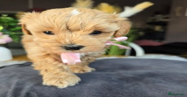 Maltipoo dogs - Advert 10