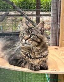 Maine Coon cats Maine Coon GCCF Registered - Advert 1