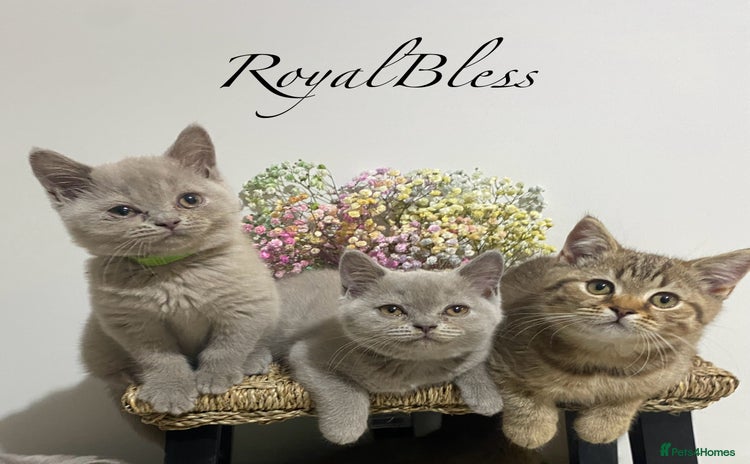 British Shorthair cats - Advert 6
