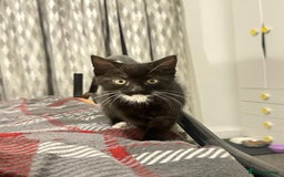Munchkin cats for sale: 🐾 Adorable 2-Month-Old Male Kitten  🐾 - Image 3