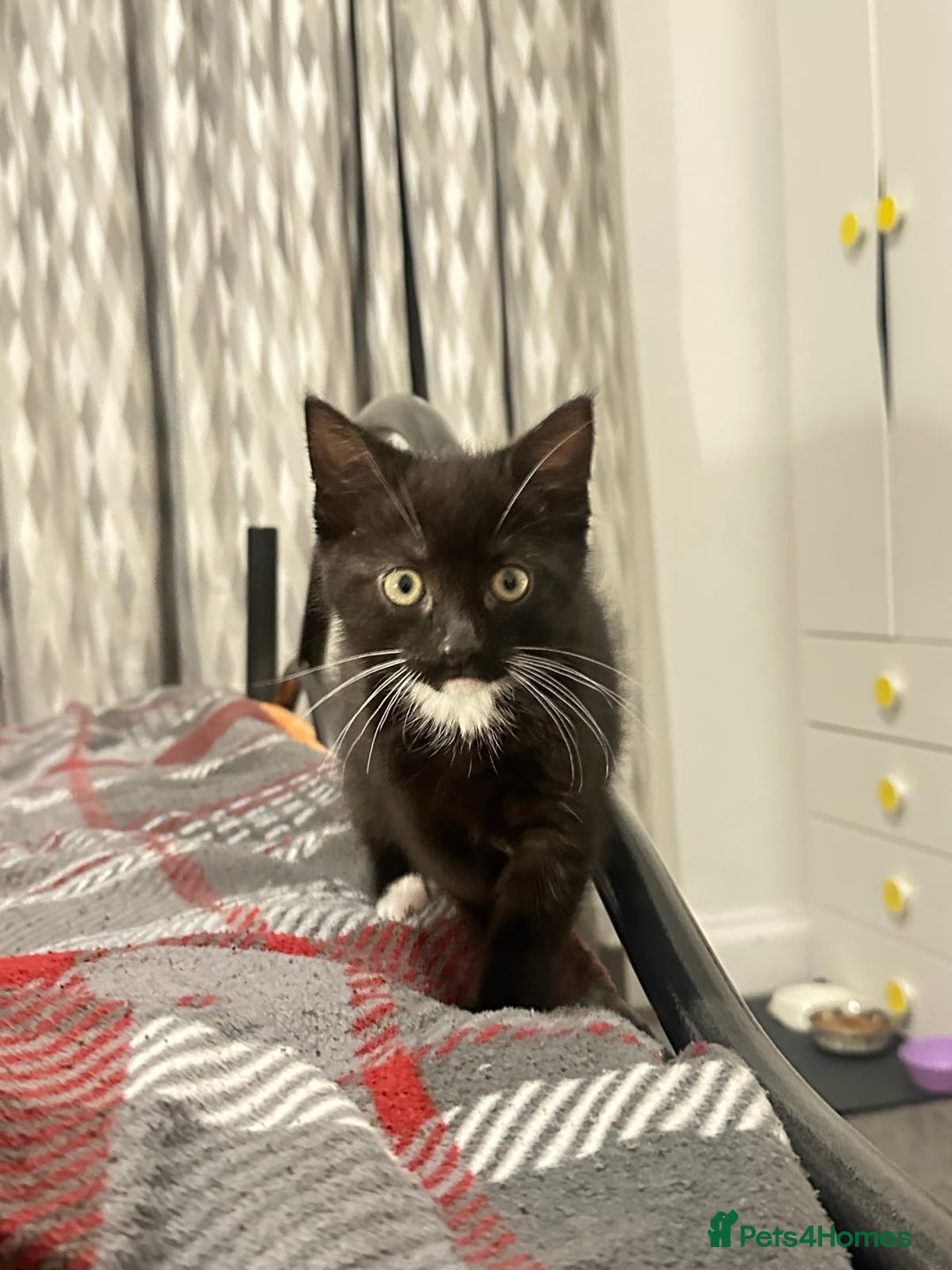 Munchkin cats for sale: 🐾 Adorable 2-Month-Old Male Kitten  🐾 - Image 3