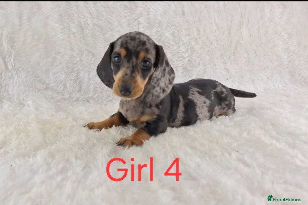 Miniature Dachshund dogs for sale: Beautiful Miniature Dachshund Puppies  - Image 4