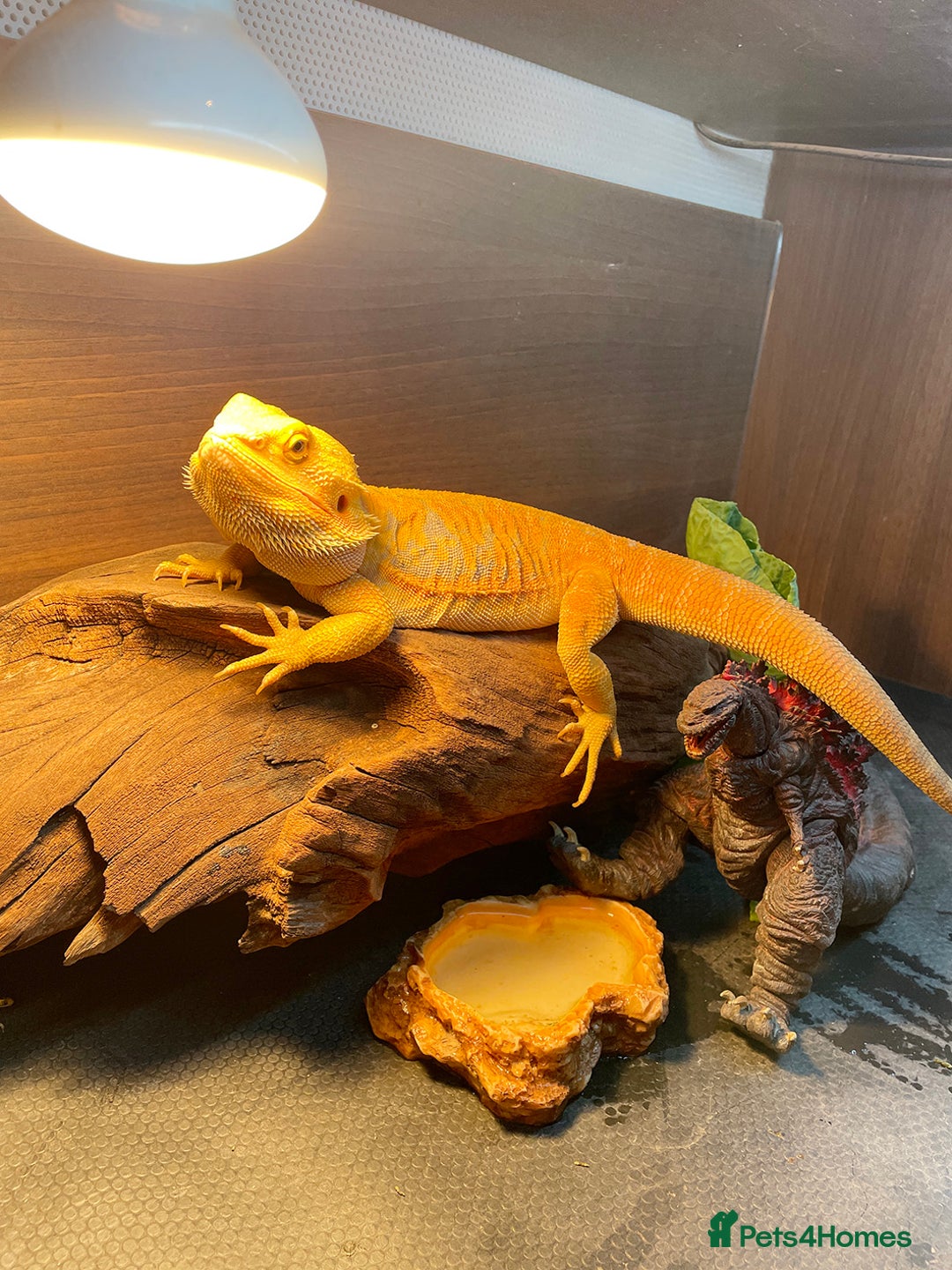 Bearded Dragon reptiles for sale: Bearded Dragon+Set - Advert 6