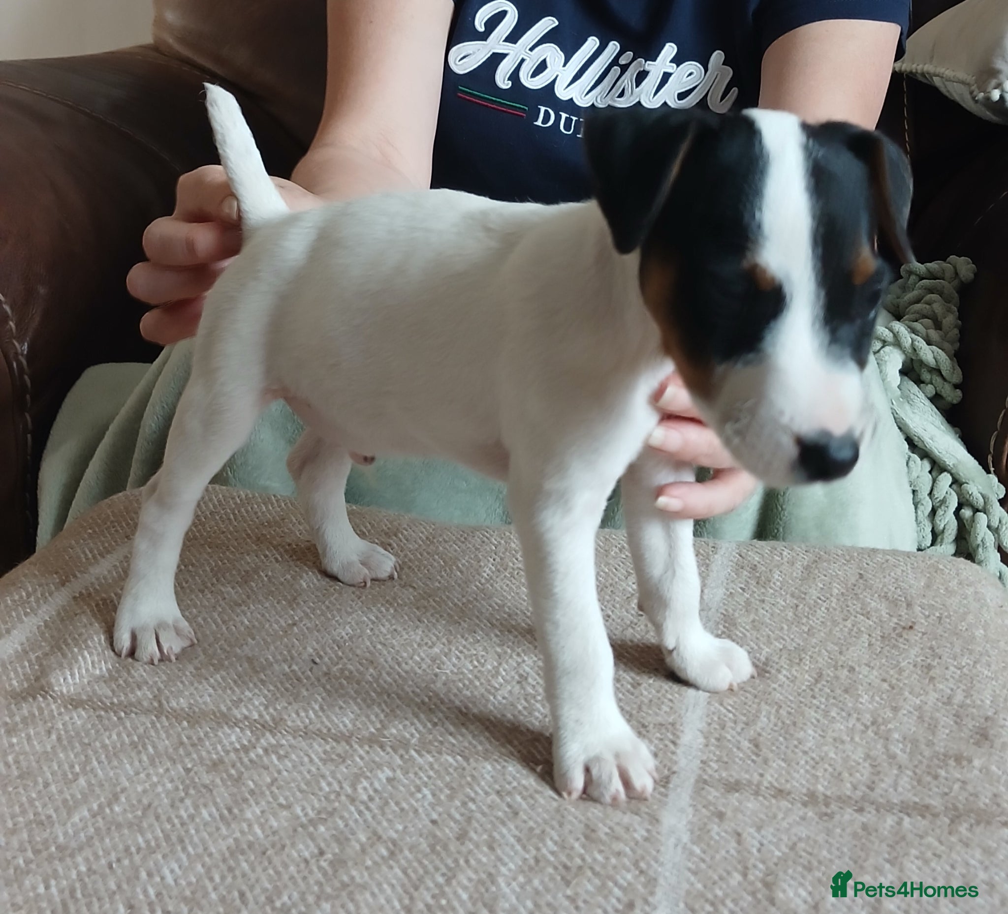Parson Russell dogs Parson type jack Russell pups - Advert 2
