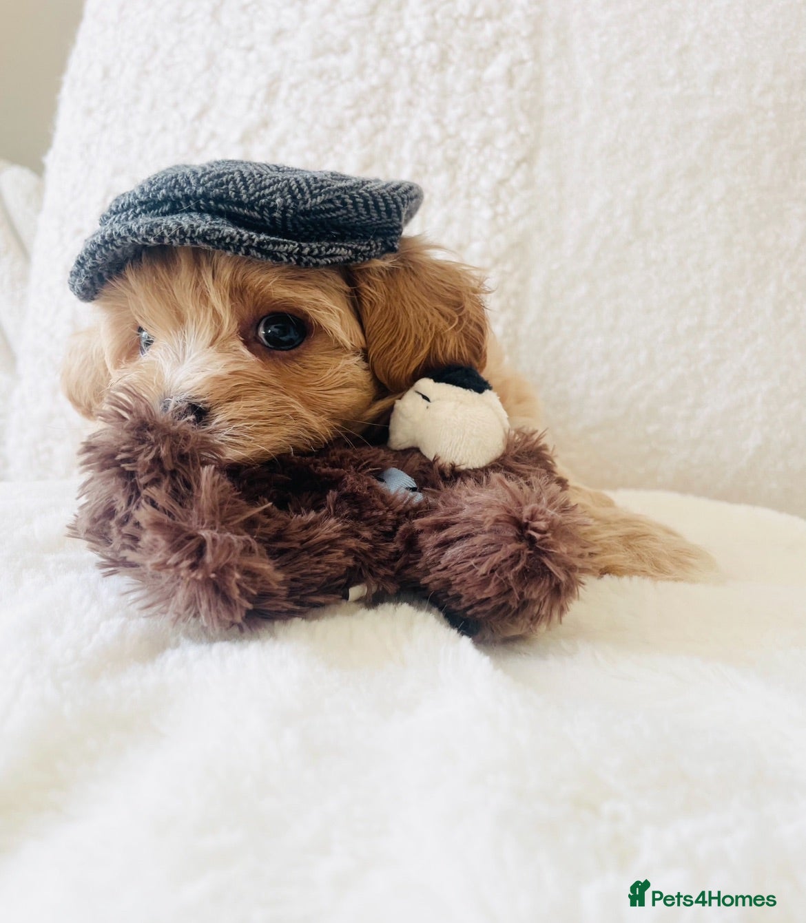 Maltipoo dogs Stunning F1 Toy Maltipoo Puppies - Boy & Girl - Advert 2