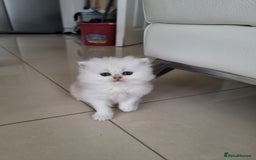 British Longhair cats for sale: BRITISH LONGHAIR READY TO LEAVE - Image 2