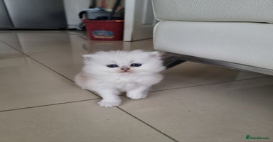British Longhair cats - Advert 10