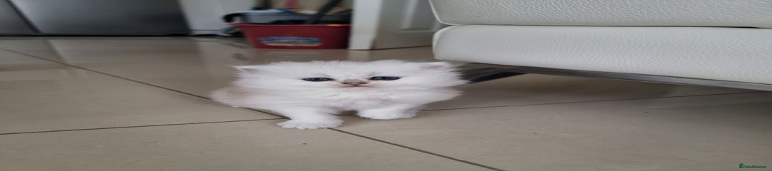 British Longhair Kitten 2