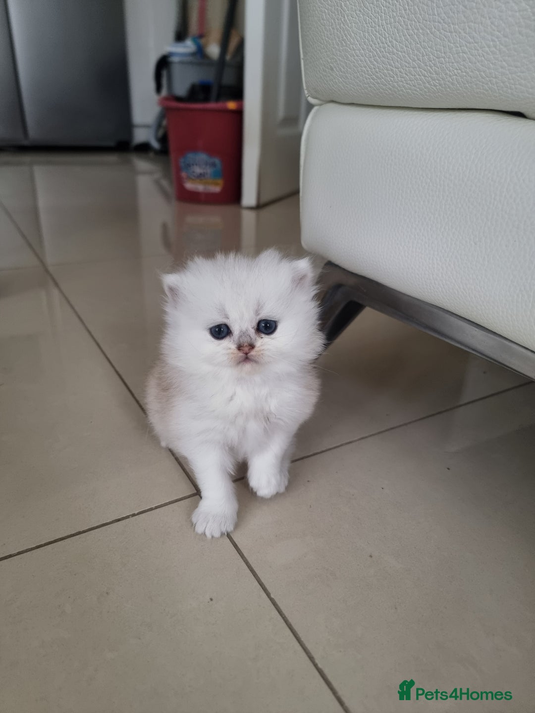British Longhair cats for sale: BRITISH LONGHAIR READY TO LEAVE - Image 2