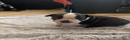 Boston Terrier dogs for sale: Boston Terrier Puppies  in Port Talbot - Advert 24