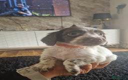 Sprocker dogs for sale: Beautiful litter of sprocker puppies - Image 37
