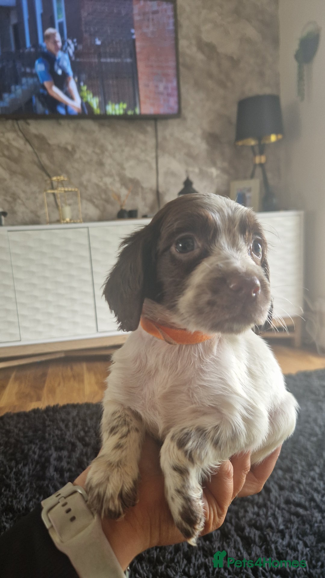 Sprocker dogs for sale: Beautiful litter of sprocker puppies - Image 37