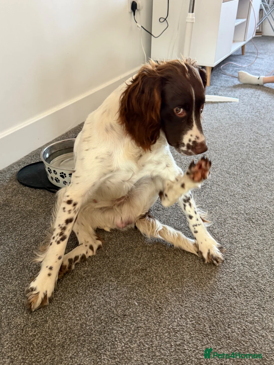 English Springer Spaniel dogs for sale: Springer Spaneil - Advert 8
