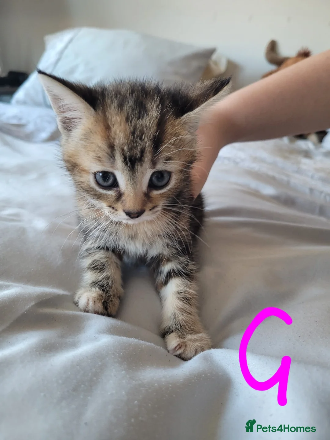 British Shorthair cats for sale: Ready NOW 🐾  Beautiful, Well-Loved Kittens  - Advert 2