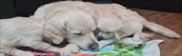 Golden Retriever dogs for sale: Beautiful Golden Retriever Puppies - Advert 4