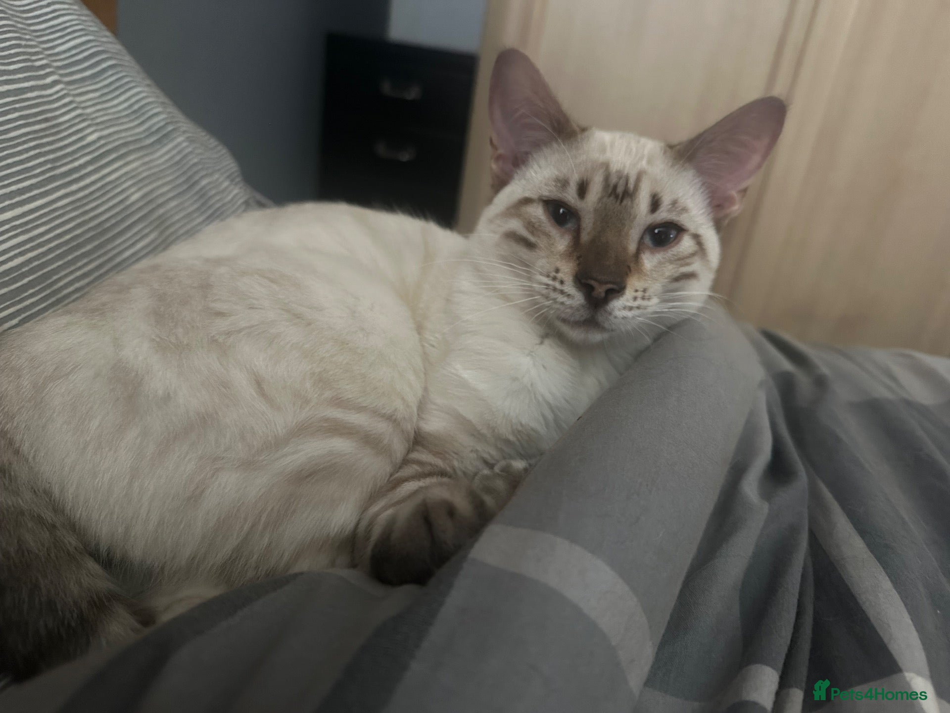 Bengal cats for sale: Bengal kittens  - Advert 1