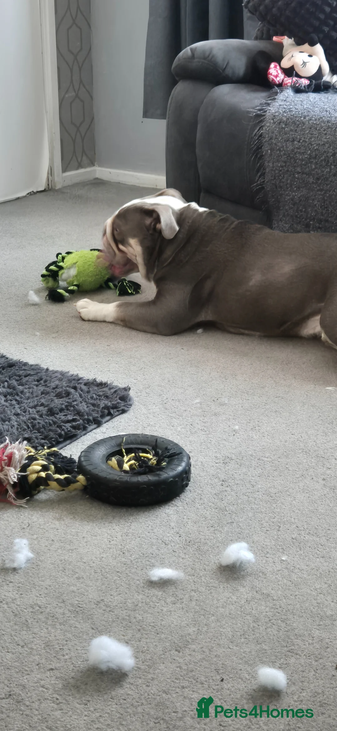 English Bulldog dogs for sale: Neutered male bulldog in Worksop - Advert 3
