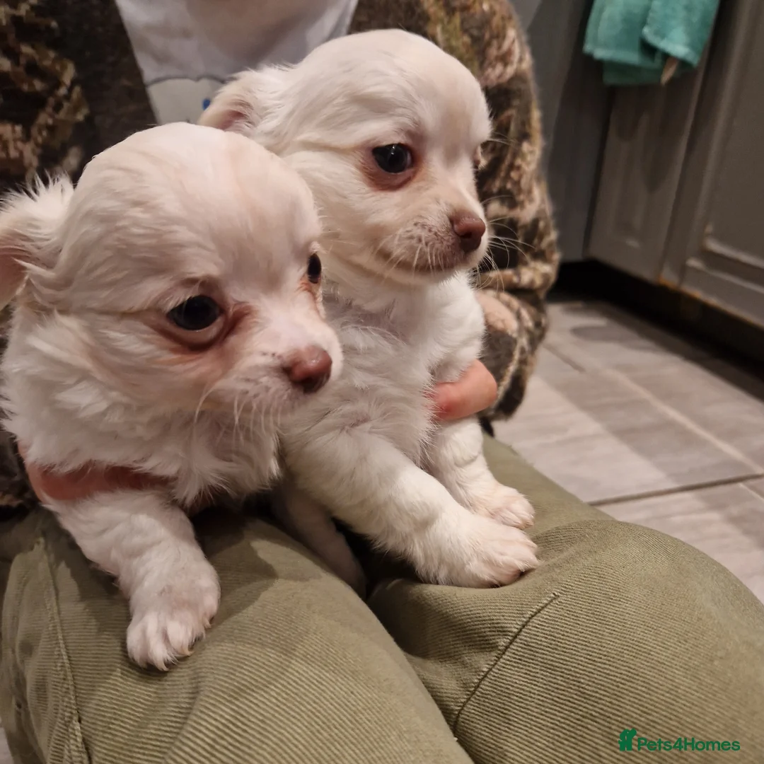 Chihuahua dogs for sale: Long coat chihuahua puppies - Advert 17