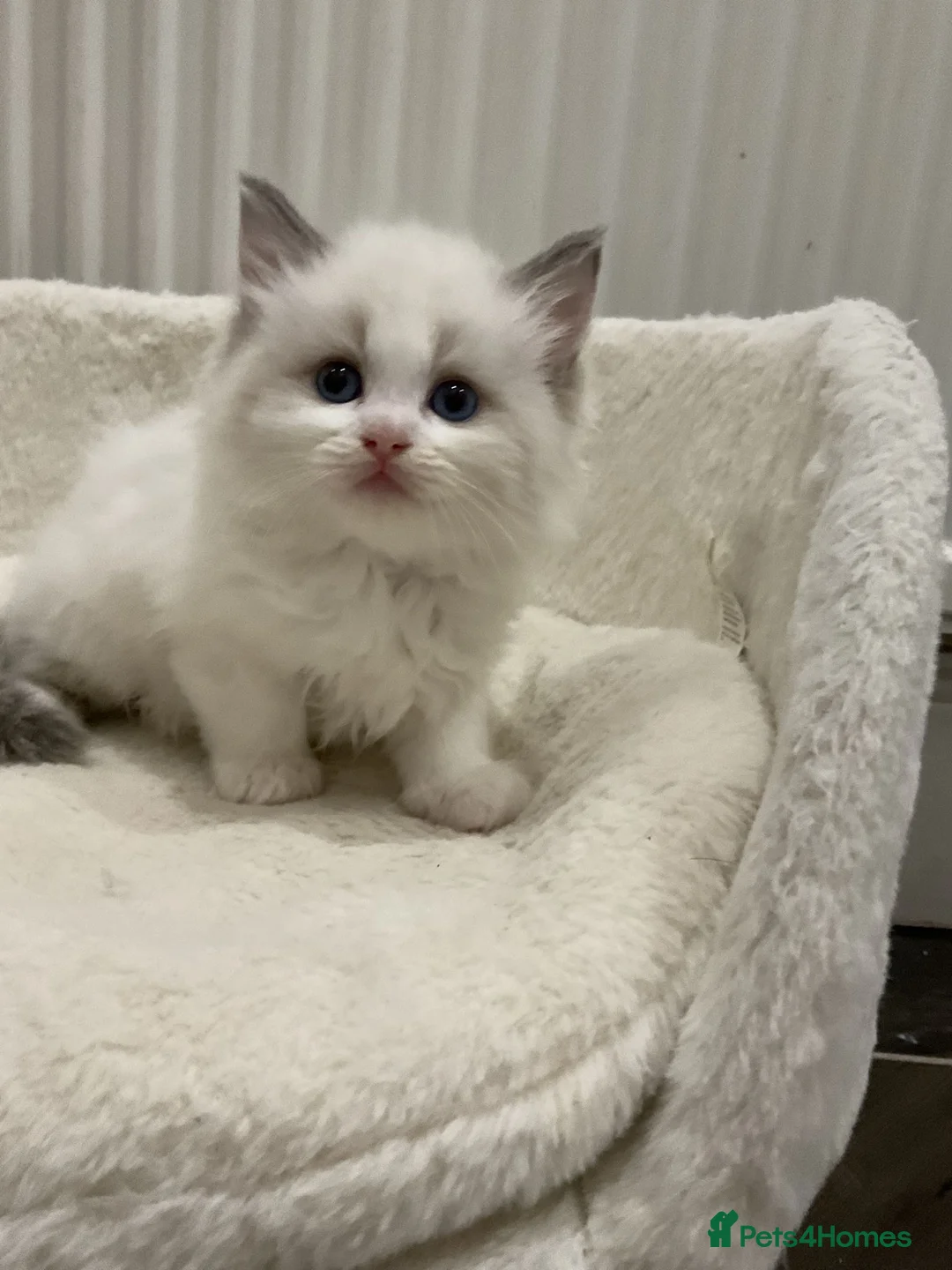 Ragdoll cats for sale: Purebred Ragdoll Kittens Ready To Leave Now - Advert 8
