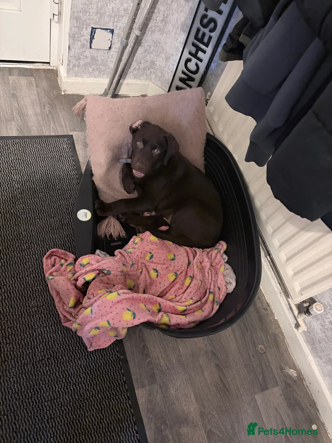Labrador Retriever dogs for sale: Chocolate Labrador 4 month male  - Advert 6