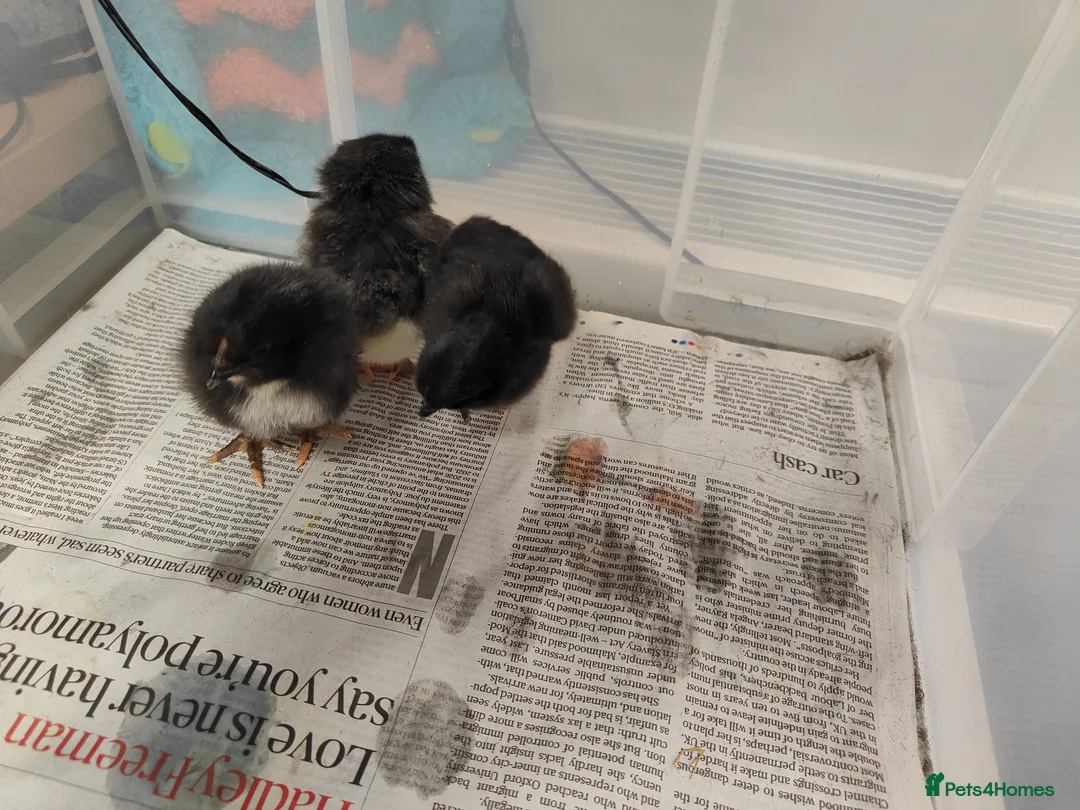 Mixed Breed poultry for sale: Hybrid chicks x3 - Advert 2