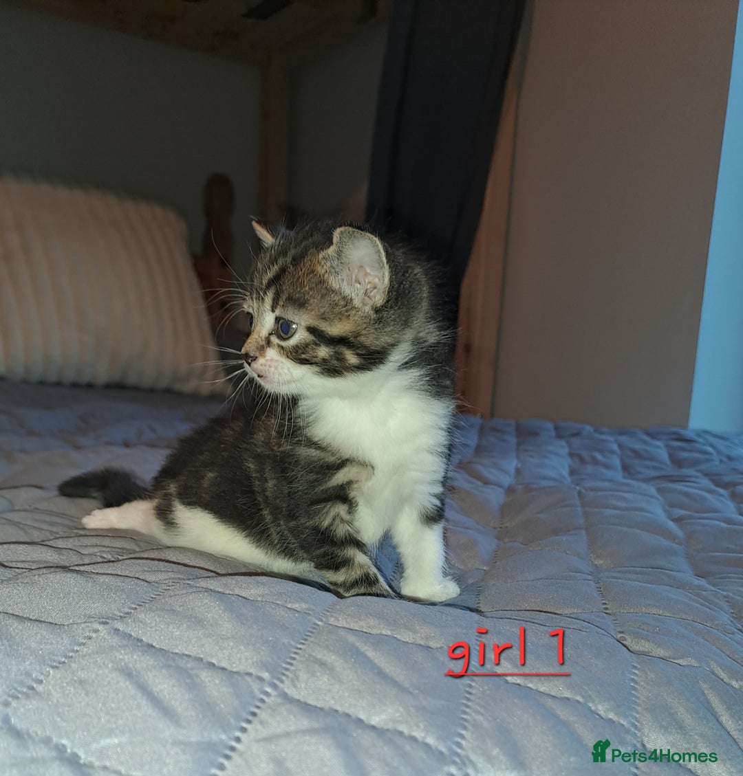Domestic Shorthair cats for sale: 5 gorgeous kittens for sale  - Advert 4