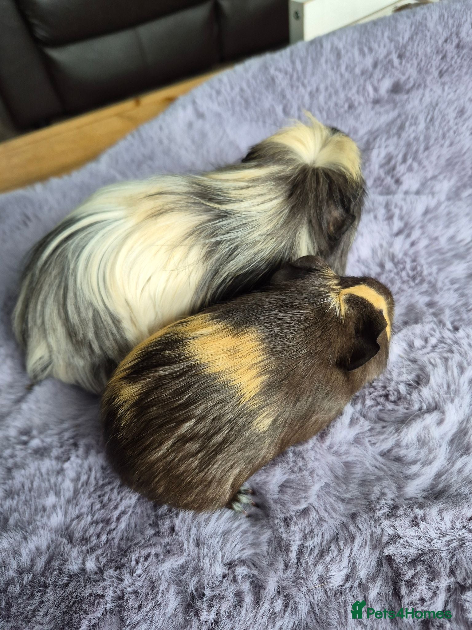 Guinea Pig rodents 2 young sows  - Advert 1