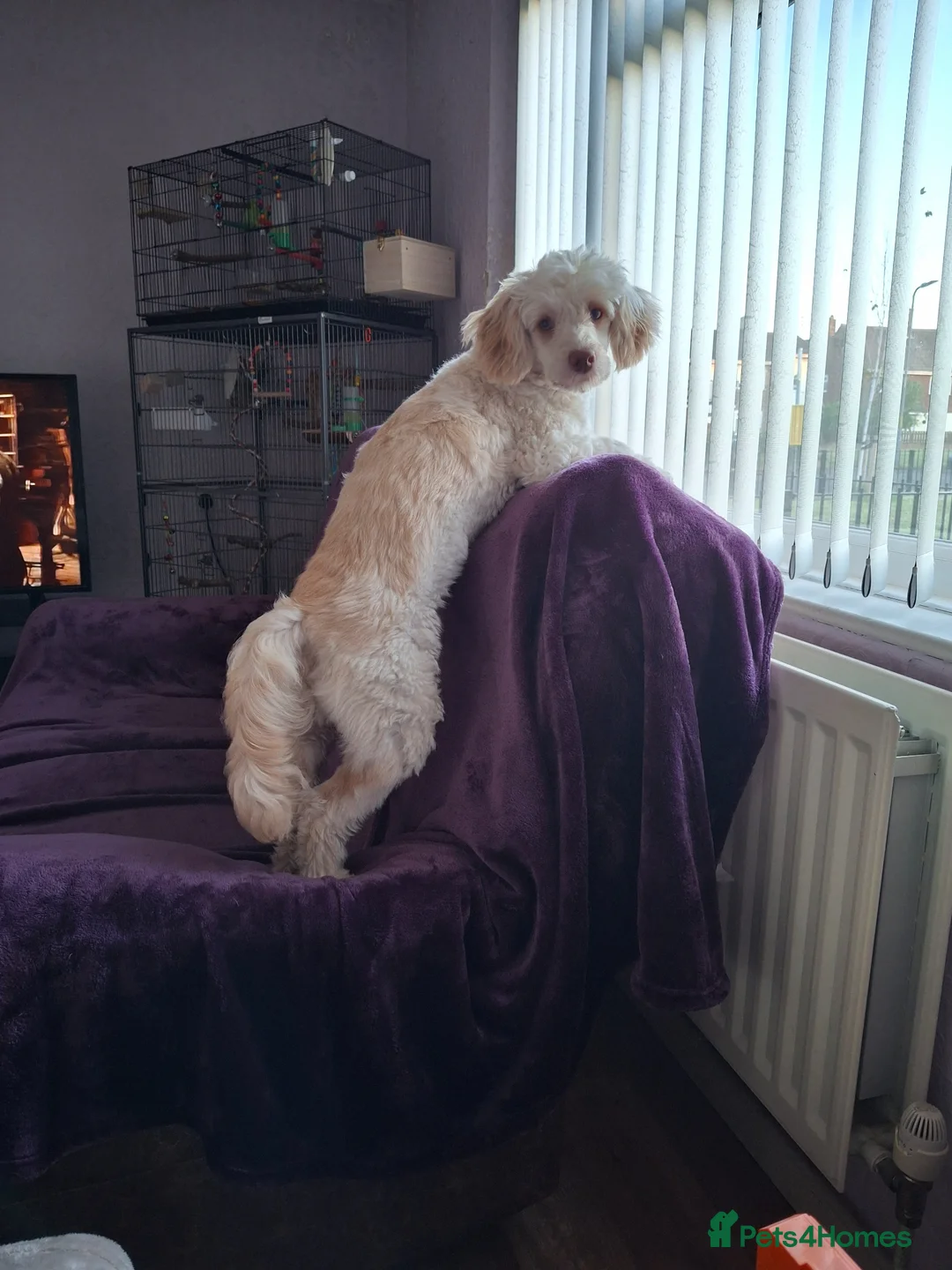 Cockapoo dogs for stud: For stud only - Advert 2