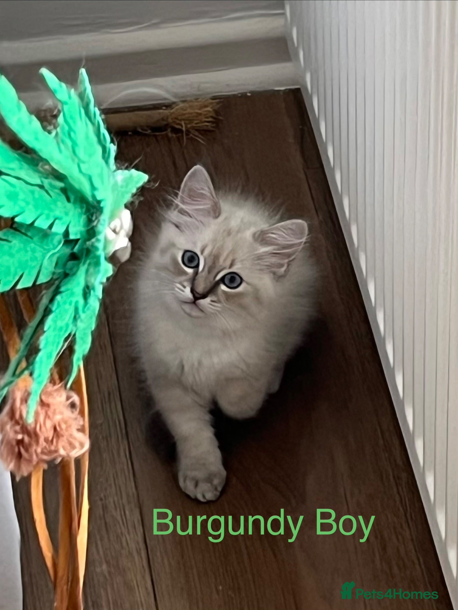 Siberian cats Amazing Siberian Neva Masquerade/Ragdoll kittens  - Advert 2