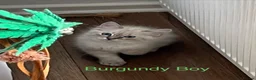 Siberian cats for sale: Amazing Siberian Neva Masquerade/Ragdoll kittens  - Advert 2