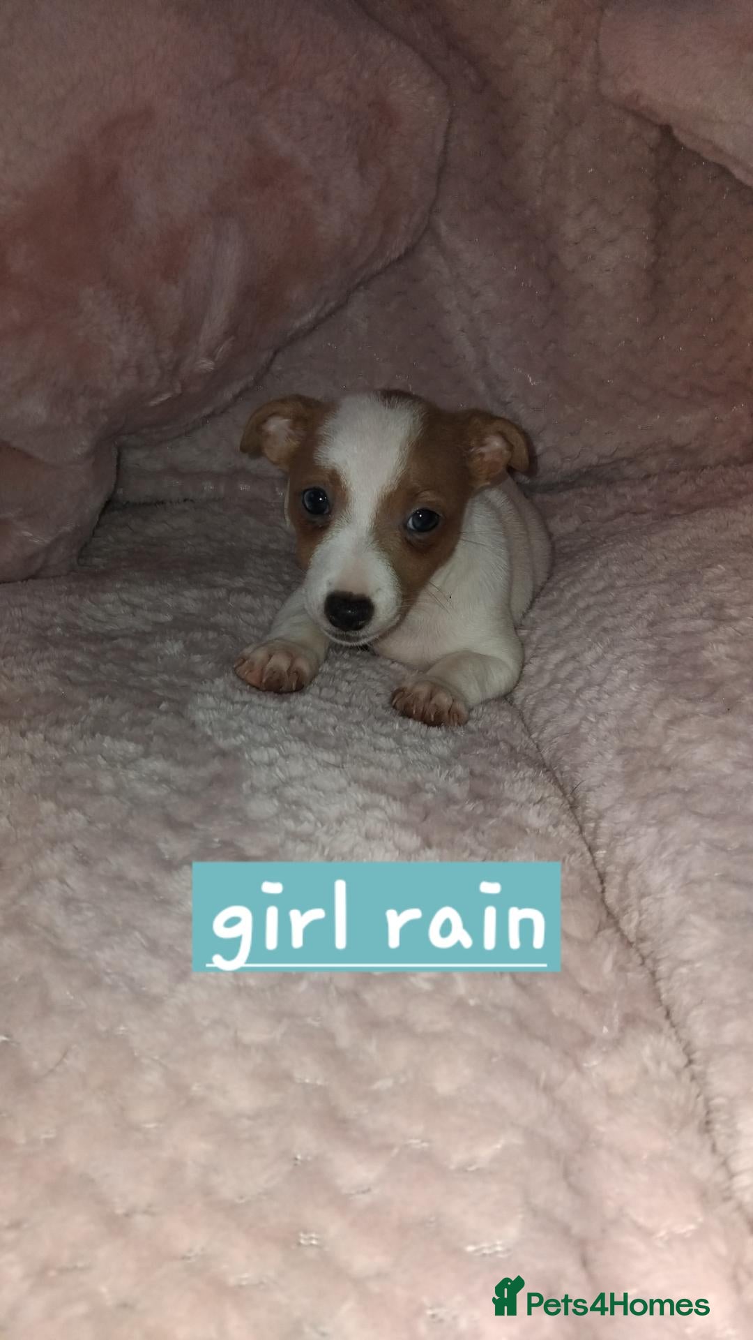 Jack Russell dogs for sale: Jack russell - Advert 2