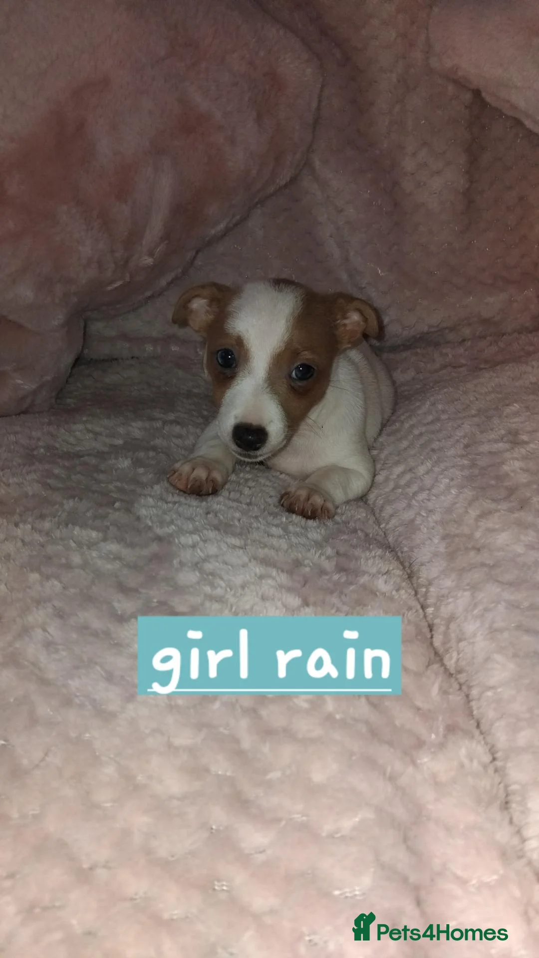 Jack Russell dogs for sale: Jack russell - Advert 2