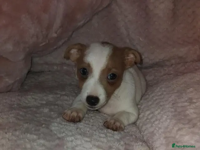 Jack Russell dogs for sale: Jack russell - Advert 2