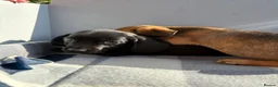 Dachshund dogs for sale: Stunning litter miniature sausage dogs - Advert 4