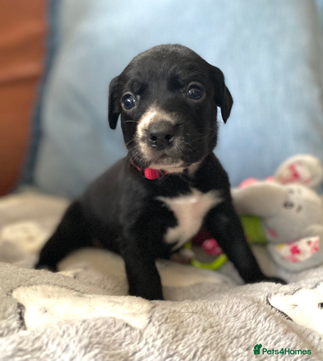 Springador dogs for sale: STUNNING SPRINGADOR PUPPIES  - Image 26